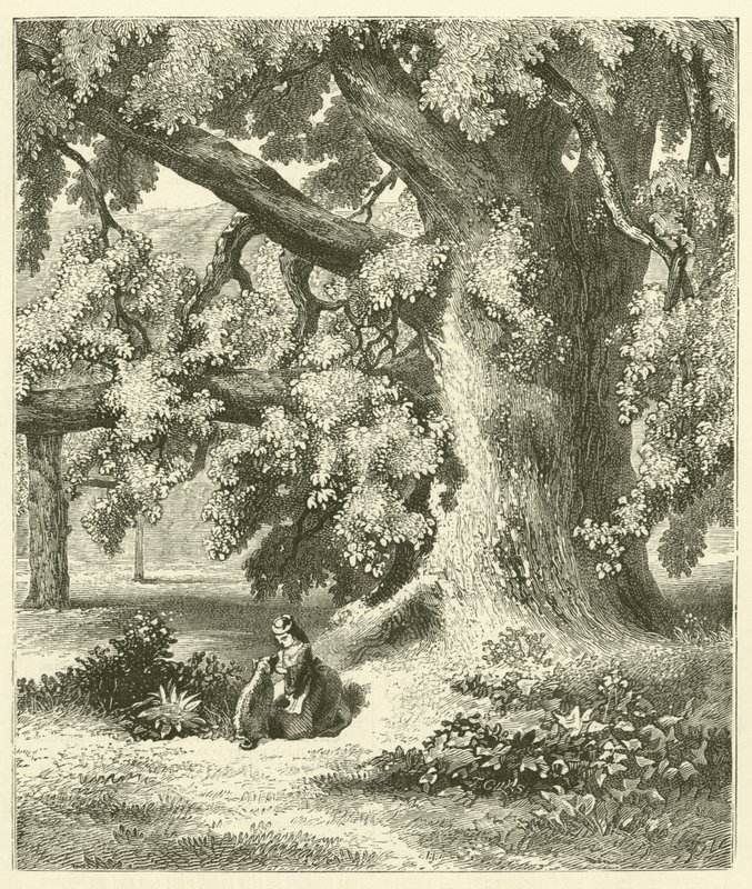 Oude walnotenboom bij Mentmore (gravure) door English School