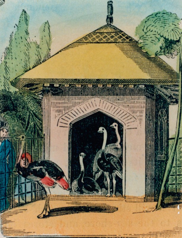Struisvogel- en emoehuis in de dierentuin van Londen. 1840s door English School