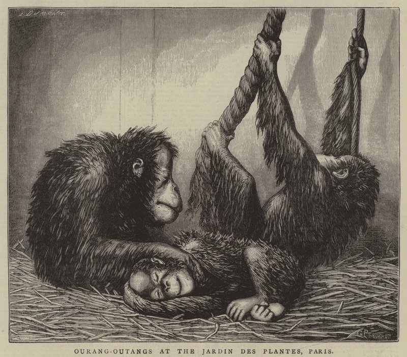 Ourang-oetangs in de Jardin des Plantes, Parijs (gravure) door English School