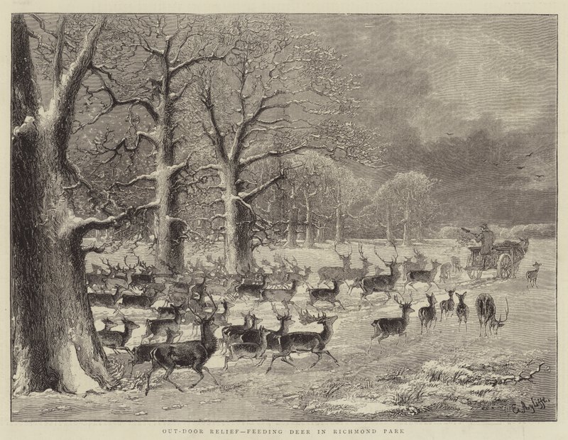 Buitenhulp, herten voeren in Richmond Park (gravure) door English School
