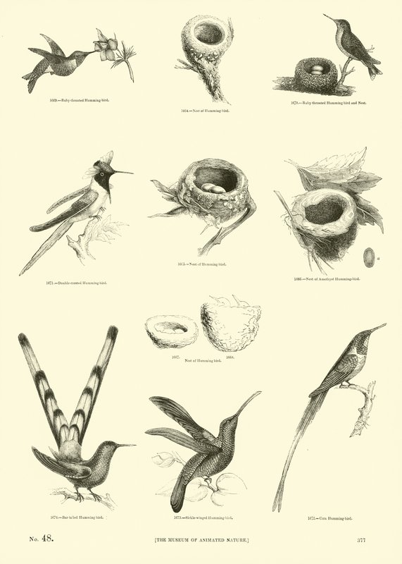 Pagina uit Het Picturale Museum van Geanimeerde Natuur door English School