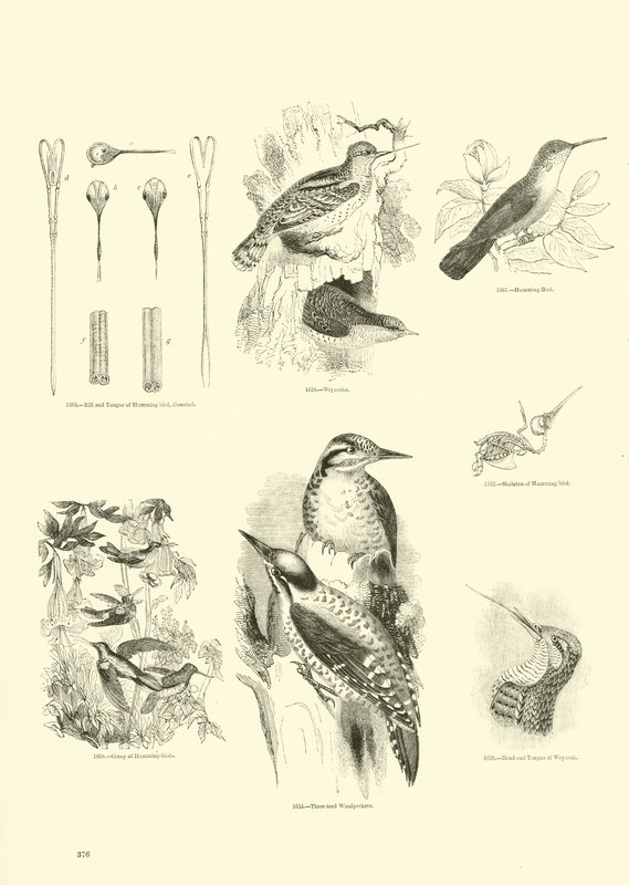 Pagina uit Het Picturale Museum van Geanimeerde Natuur door English School