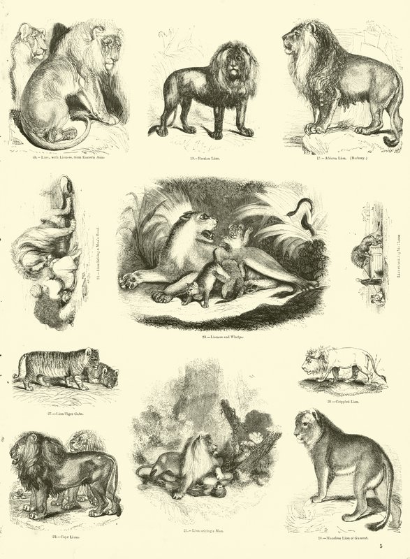 Pagina uit Het Picturale Museum van Geanimeerde Natuur door English School