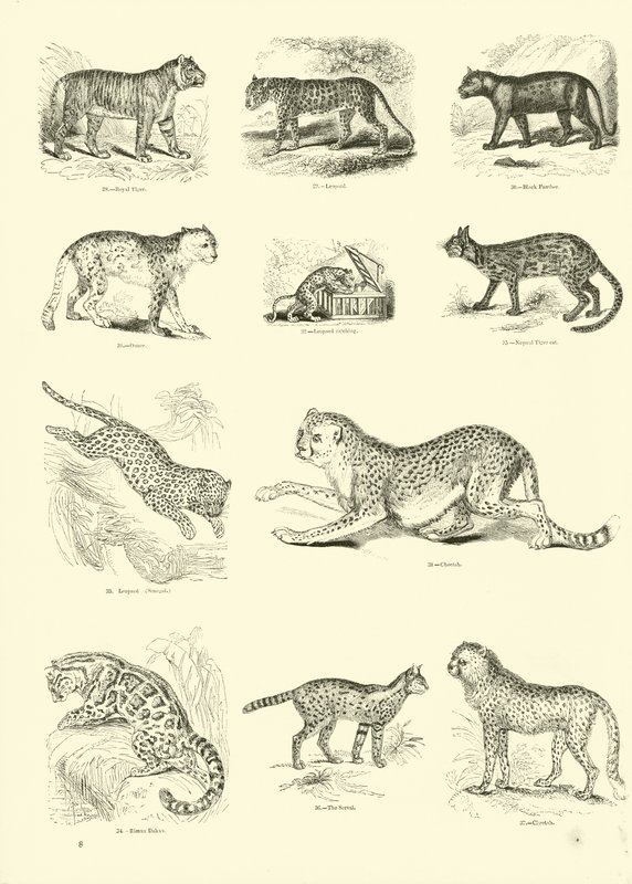 Pagina uit Het Picturale Museum van Geanimeerde Natuur door English School
