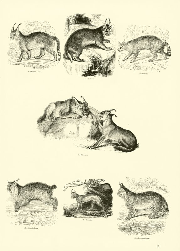 Pagina uit Het Picturale Museum van Geanimeerde Natuur door English School