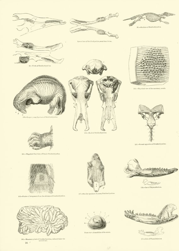 Pagina uit Het Picturale Museum van Geanimeerde Natuur door English School