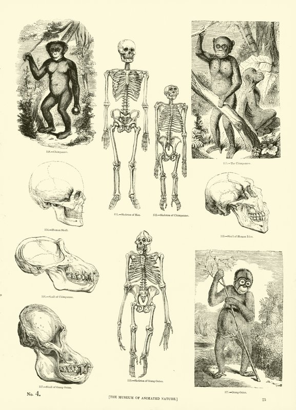 Pagina uit Het Picturale Museum van Geanimeerde Natuur door English School