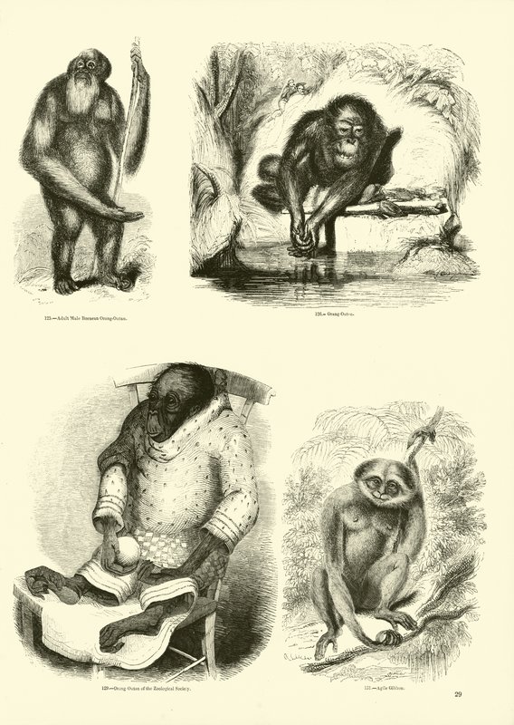Pagina uit Het Picturale Museum van Geanimeerde Natuur door English School