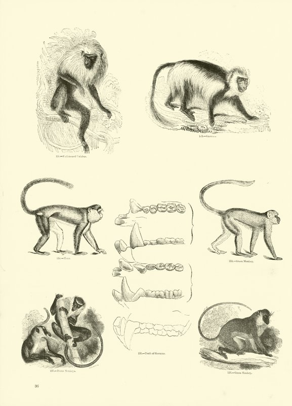 Pagina uit Het Picturale Museum van Geanimeerde Natuur door English School