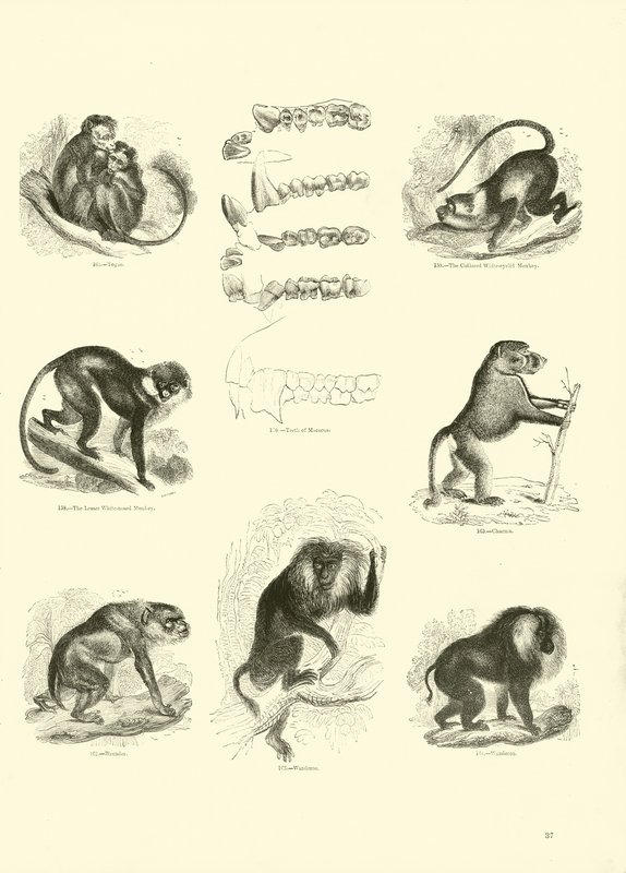 Pagina uit Het Picturale Museum van Geanimeerde Natuur door English School