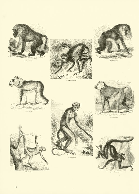 Pagina uit Het Picturale Museum van Geanimeerde Natuur door English School