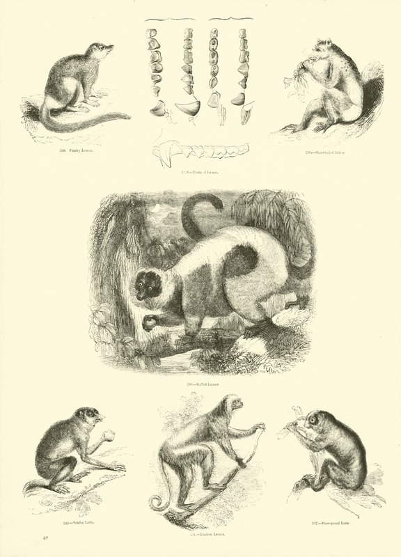 Pagina uit Het Picturale Museum van Geanimeerde Natuur door English School