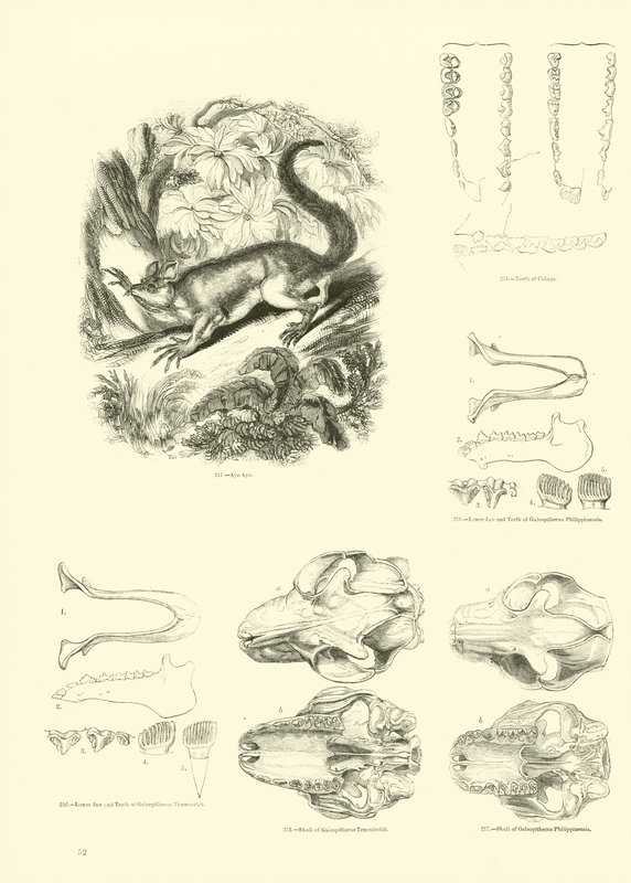 Pagina uit Het Picturale Museum van Geanimeerde Natuur door English School