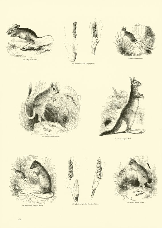 Pagina uit Het Picturale Museum van Geanimeerde Natuur door English School
