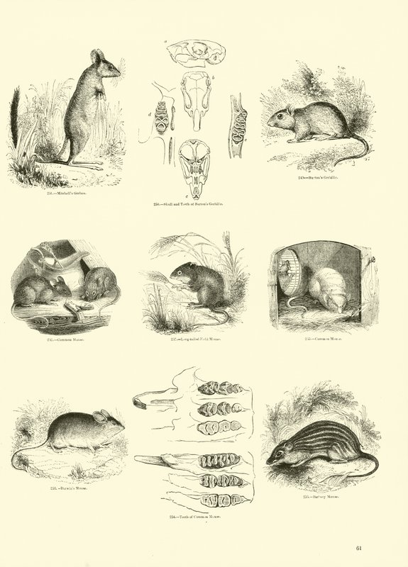 Pagina uit Het Picturale Museum van Geanimeerde Natuur door English School