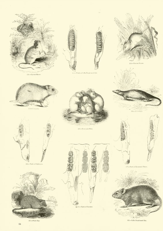 Pagina uit Het Picturale Museum van Geanimeerde Natuur door English School
