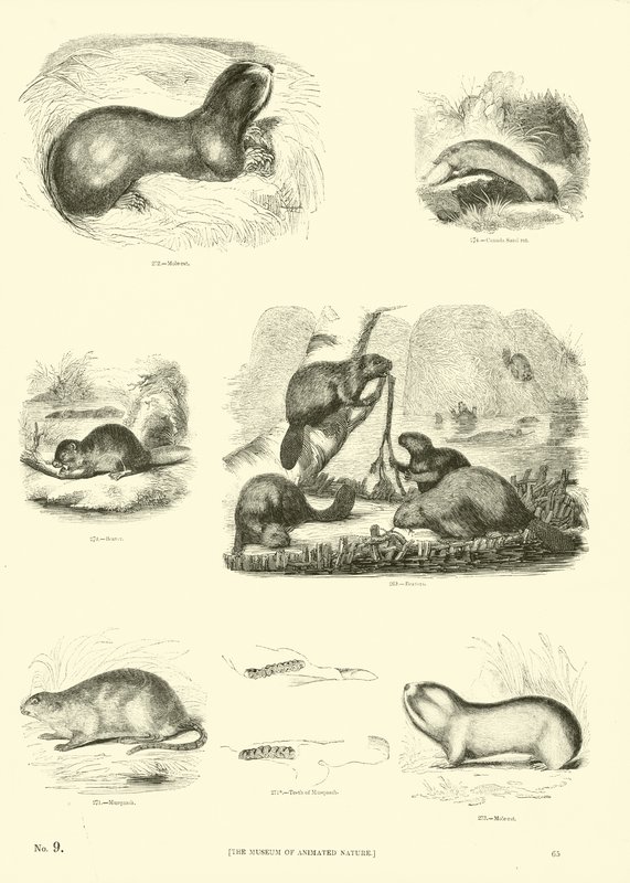 Pagina uit Het Picturale Museum van Geanimeerde Natuur door English School
