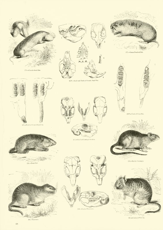 Pagina uit Het Picturale Museum van Geanimeerde Natuur door English School