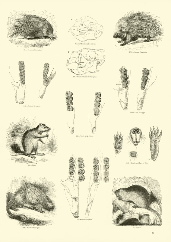 Pagina uit Het Picturale Museum van Geanimeerde Natuur door English School