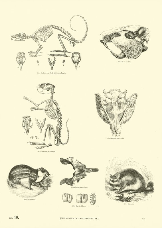 Pagina uit Het Picturale Museum van Geanimeerde Natuur door English School