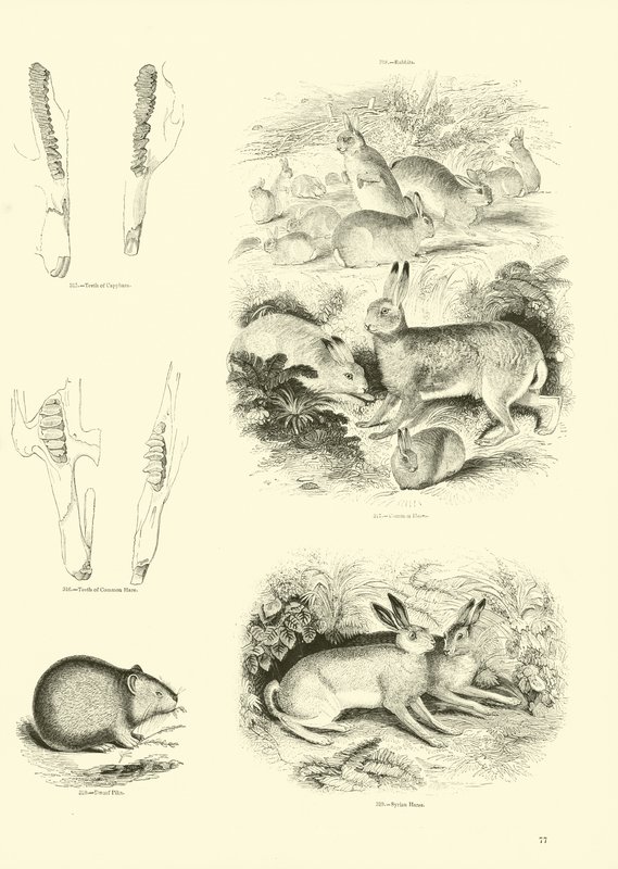Pagina uit Het Picturale Museum van Geanimeerde Natuur door English School