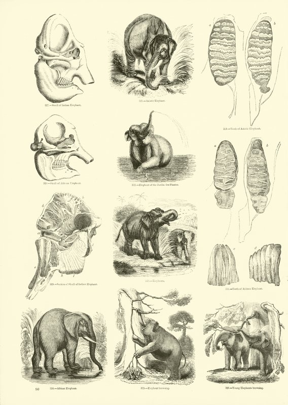 Pagina uit Het Picturale Museum van Geanimeerde Natuur door English School