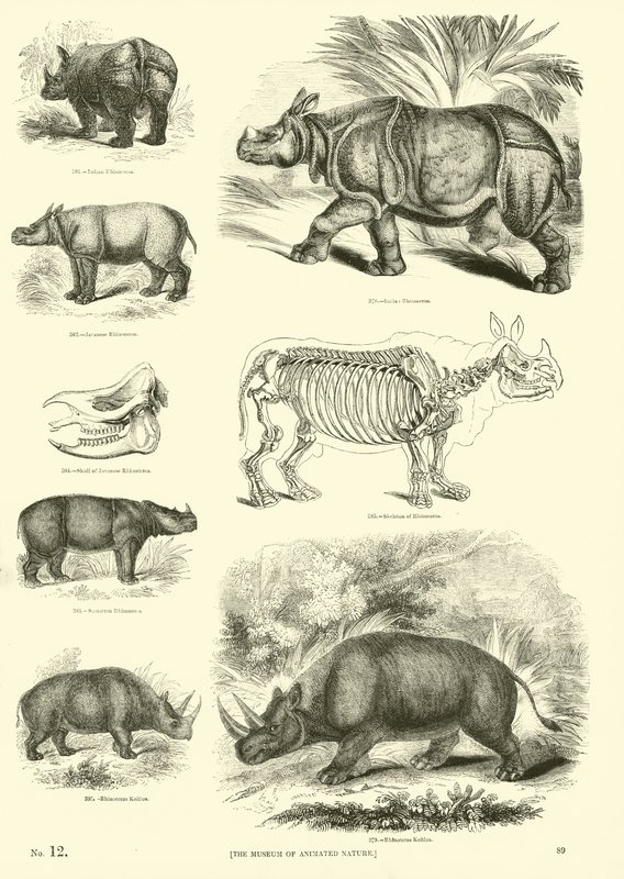 Pagina uit Het Picturale Museum van Geanimeerde Natuur door English School