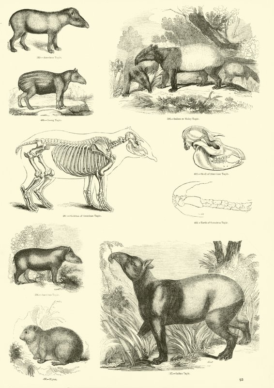 Pagina uit Het Picturale Museum van Geanimeerde Natuur door English School