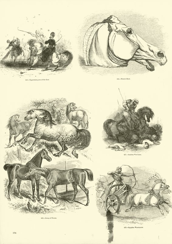 Pagina uit Het Picturale Museum van Geanimeerde Natuur door English School
