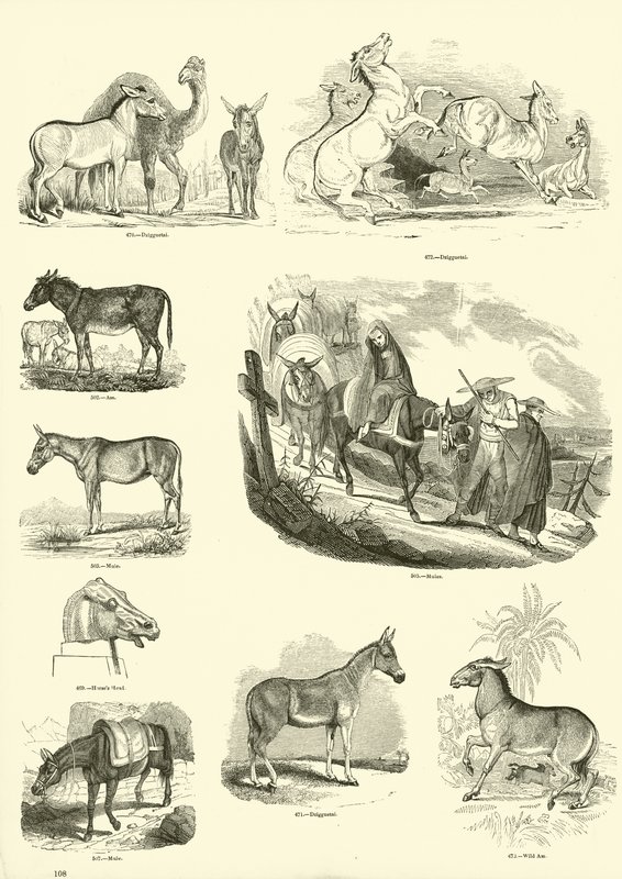 Pagina uit Het Picturale Museum van Geanimeerde Natuur door English School