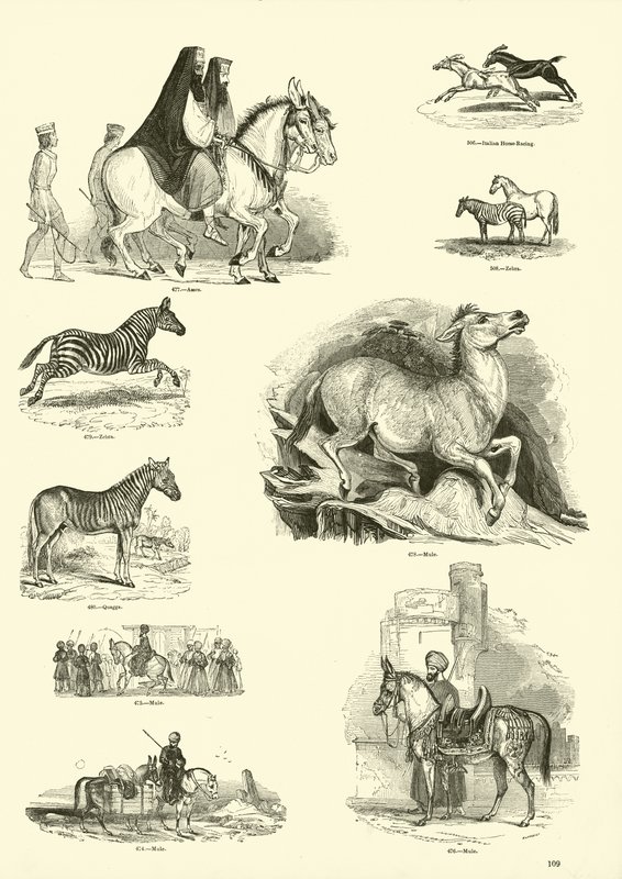 Pagina uit Het Picturale Museum van Geanimeerde Natuur door English School