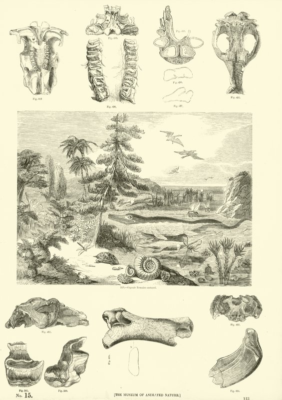 Pagina uit Het Picturale Museum van Geanimeerde Natuur door English School