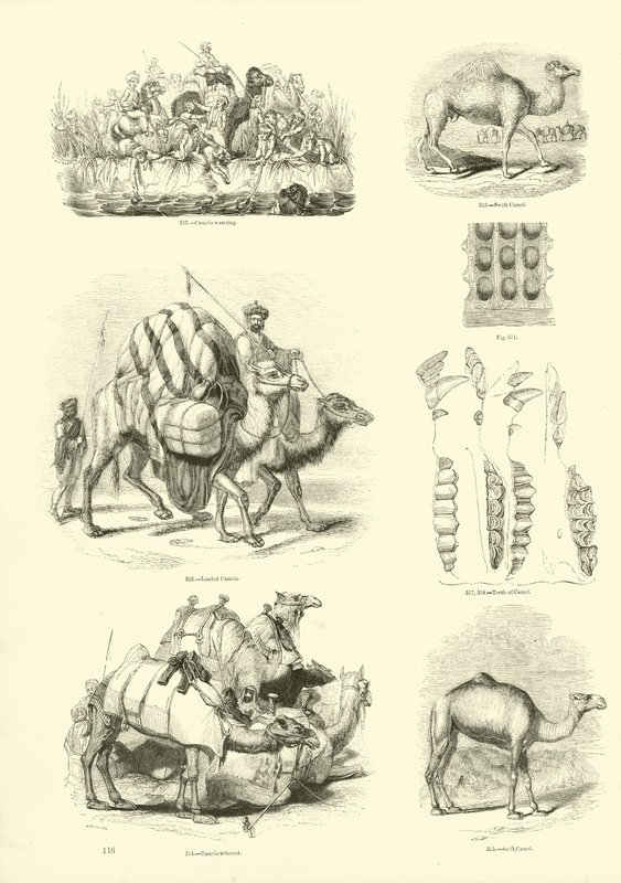 Pagina uit Het Picturale Museum van Geanimeerde Natuur door English School