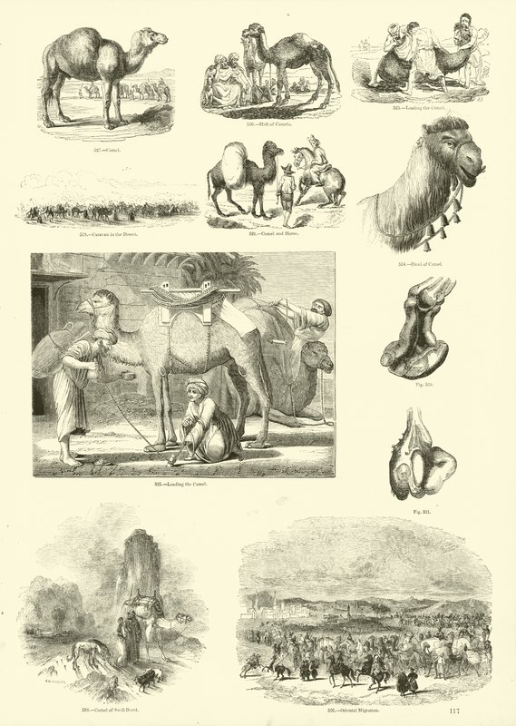 Pagina uit Het Picturale Museum van Geanimeerde Natuur door English School