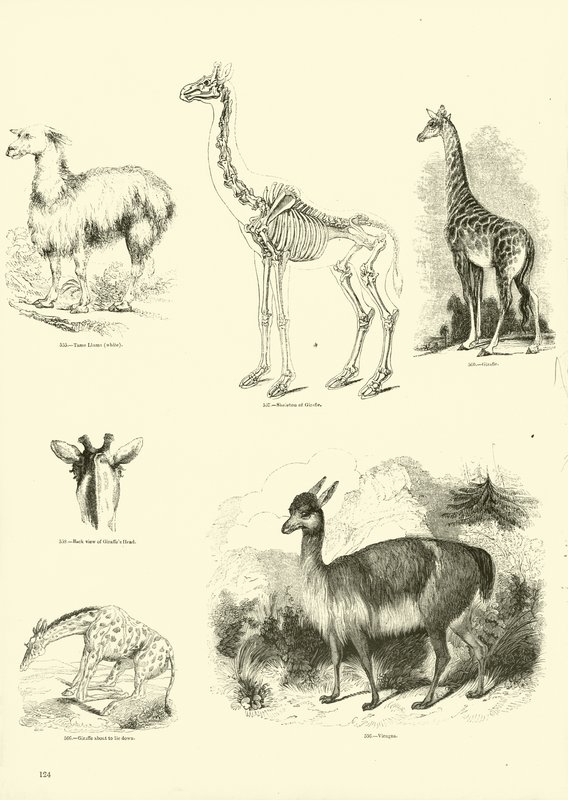 Pagina uit Het Picturale Museum van Geanimeerde Natuur door English School