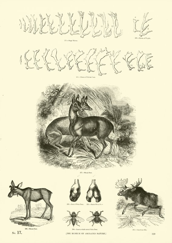 Pagina uit Het Picturale Museum van Geanimeerde Natuur door English School