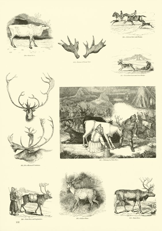 Pagina uit Het Picturale Museum van Geanimeerde Natuur door English School