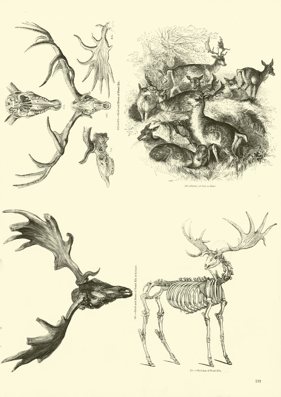 Pagina uit Het Picturale Museum van Geanimeerde Natuur door English School