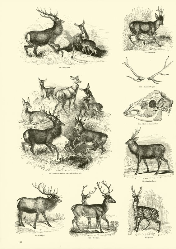 Pagina uit Het Picturale Museum van Geanimeerde Natuur door English School