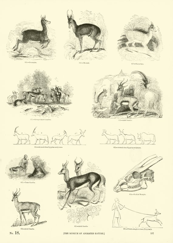 Pagina uit Het Picturale Museum van Geanimeerde Natuur door English School