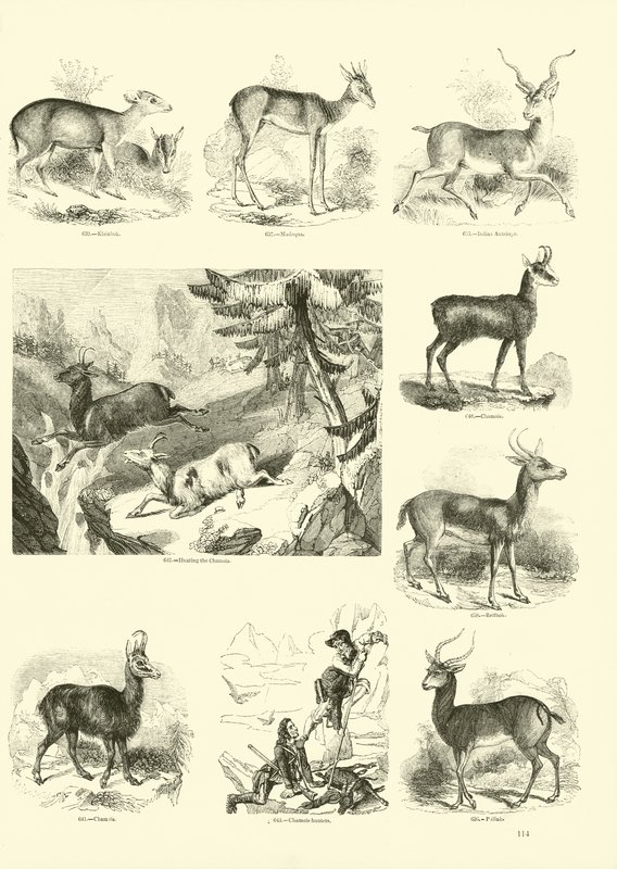 Pagina uit Het Picturale Museum van Geanimeerde Natuur door English School