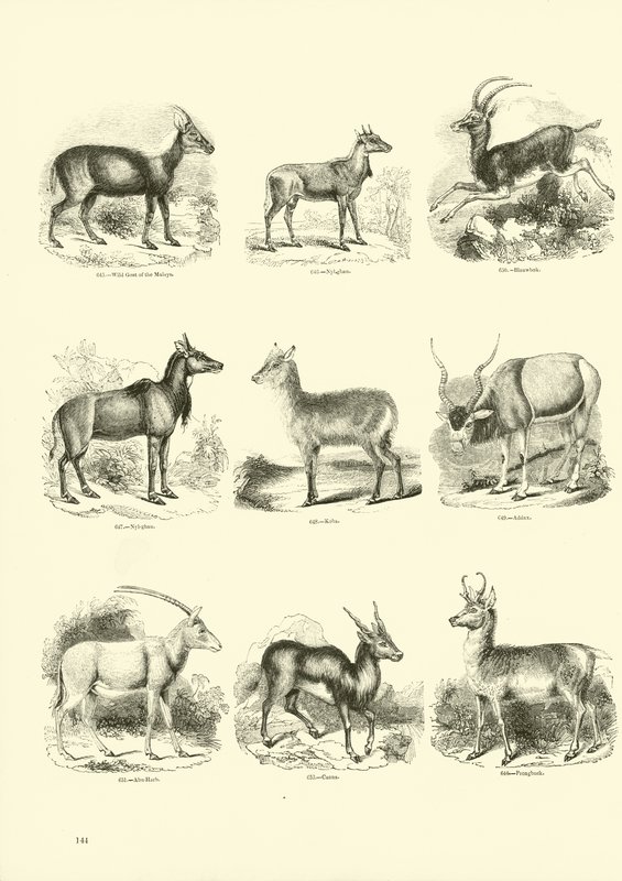 Pagina uit Het Picturale Museum van Geanimeerde Natuur door English School