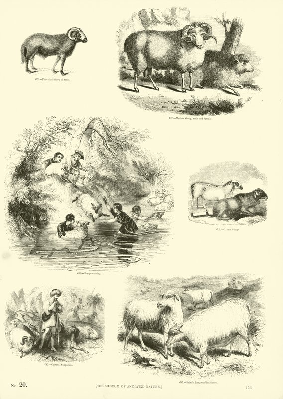 Pagina uit Het Picturale Museum van Geanimeerde Natuur door English School