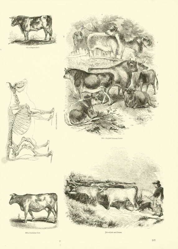 Pagina uit Het Picturale Museum van Geanimeerde Natuur door English School