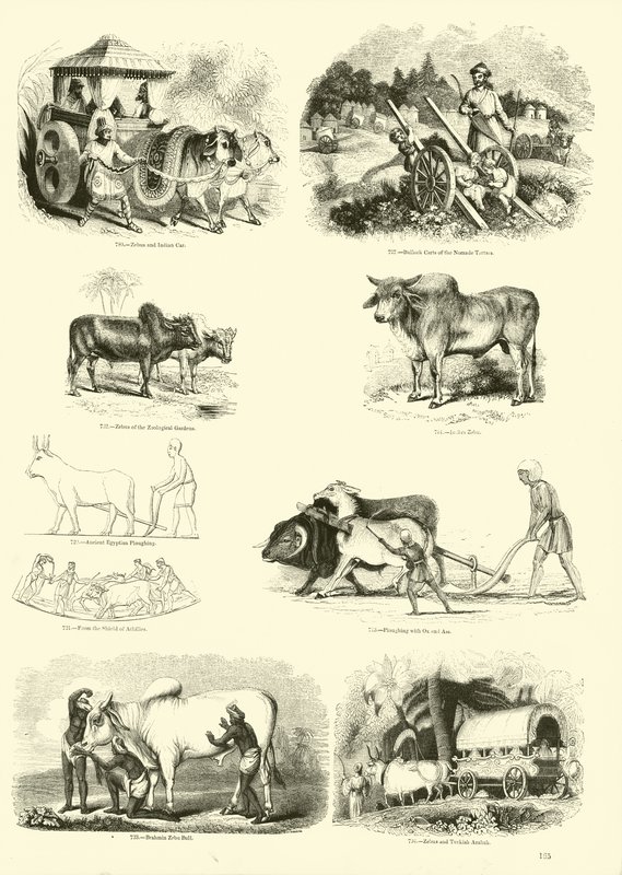 Pagina uit Het Picturale Museum van Geanimeerde Natuur door English School