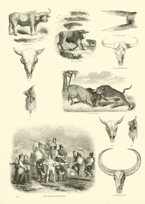 Pagina uit Het Picturale Museum van Geanimeerde Natuur door English School