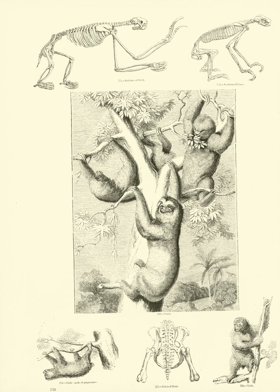 Pagina uit Het Picturale Museum van Geanimeerde Natuur door English School