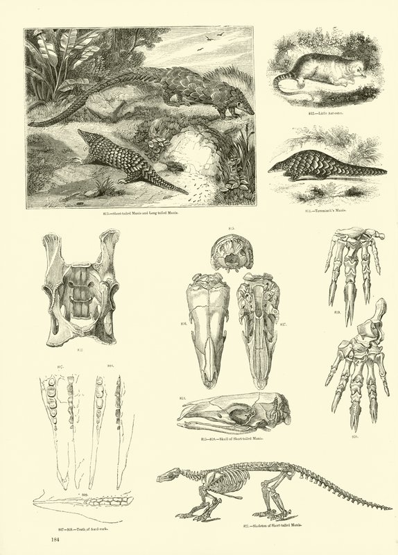 Pagina uit Het Picturale Museum van Geanimeerde Natuur door English School
