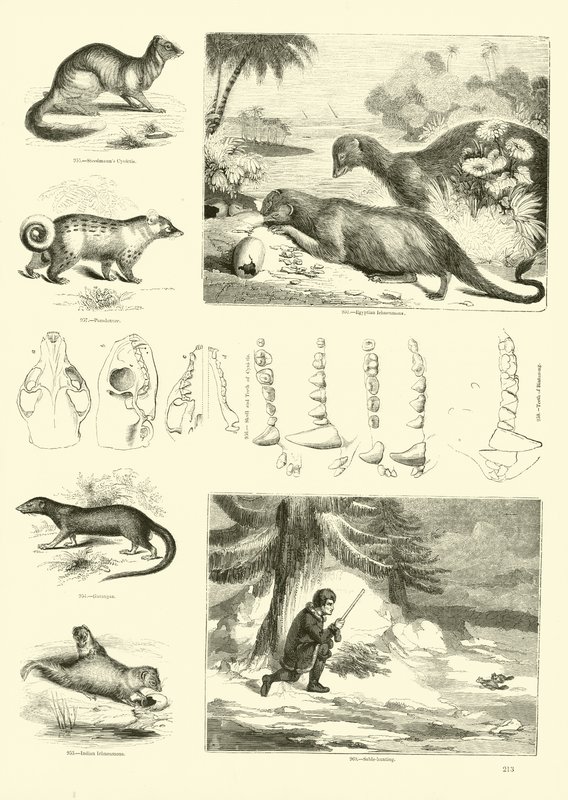 Pagina uit Het Picturale Museum van Geanimeerde Natuur door English School