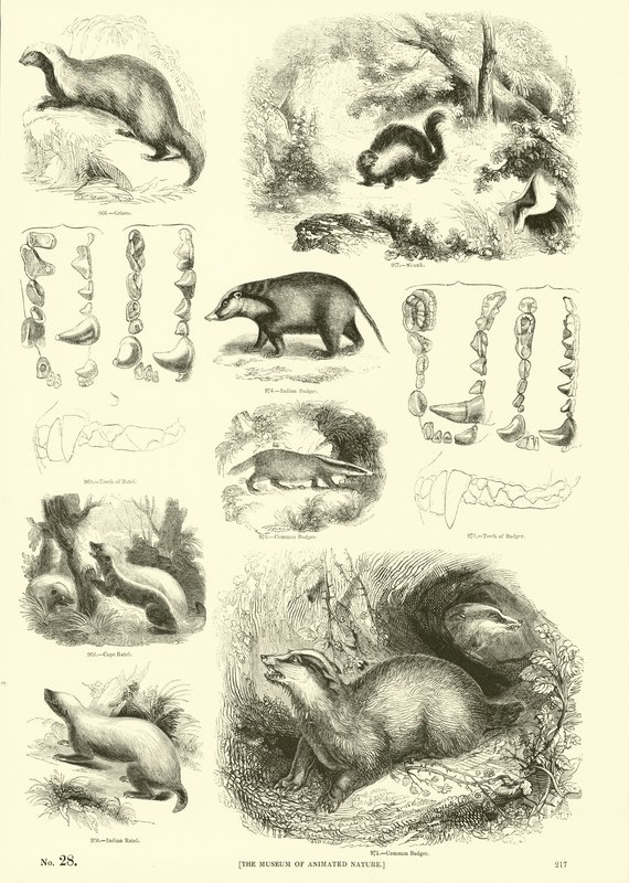 Pagina uit Het Picturale Museum van Geanimeerde Natuur door English School